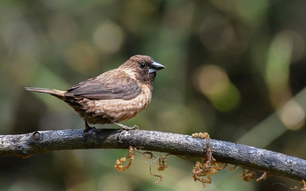 Perching Birds